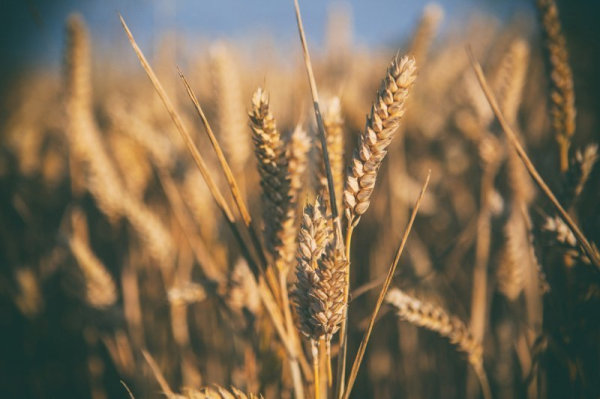 wheat-field